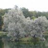 Гатчинский парк